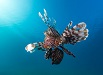 marine fish picture -  click to go to the Marine Fish page